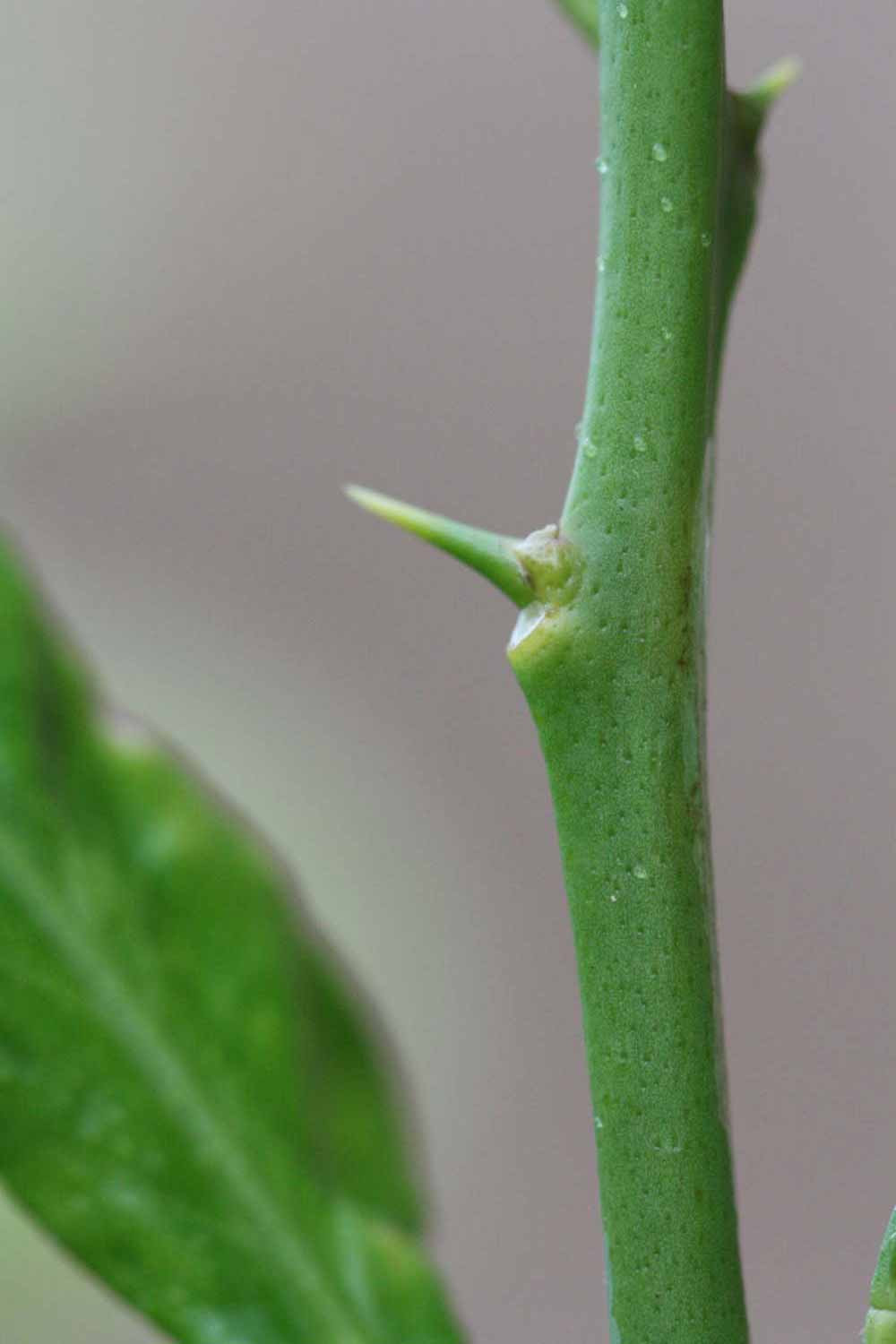              First year twig (Cook, Riverside, CA)       